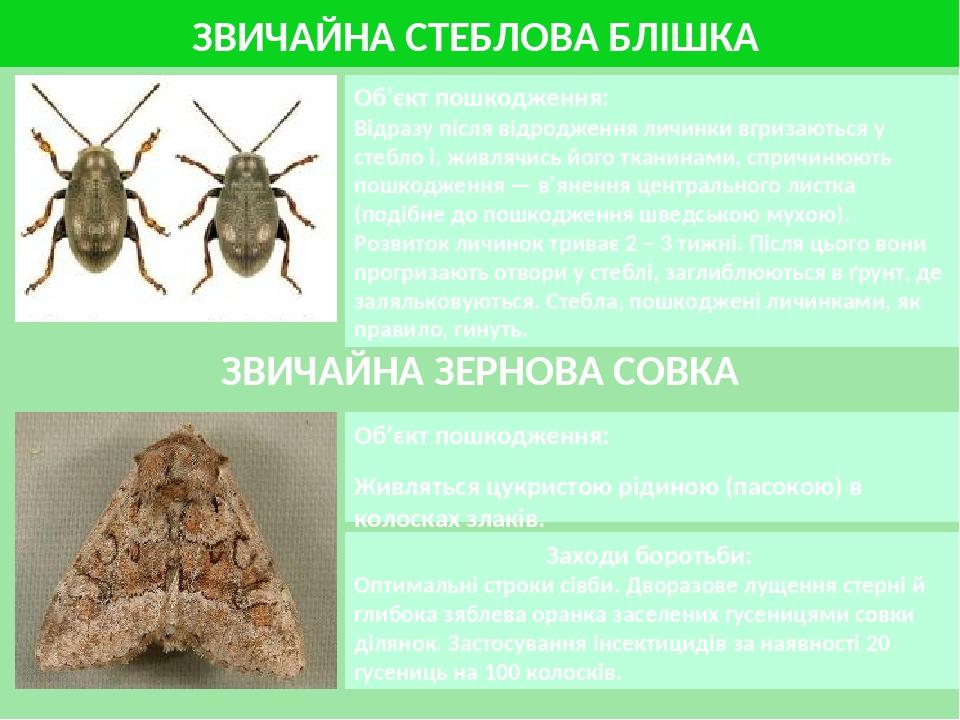 ЗВИЧАЙНА ЗЕРНОВА СОВКА Об’єкт пошкодження: Живляться цукристою рідиною (пасокою) в колосках злаків. Заходи боротьби: Оптимальні строки сівби. Двора...