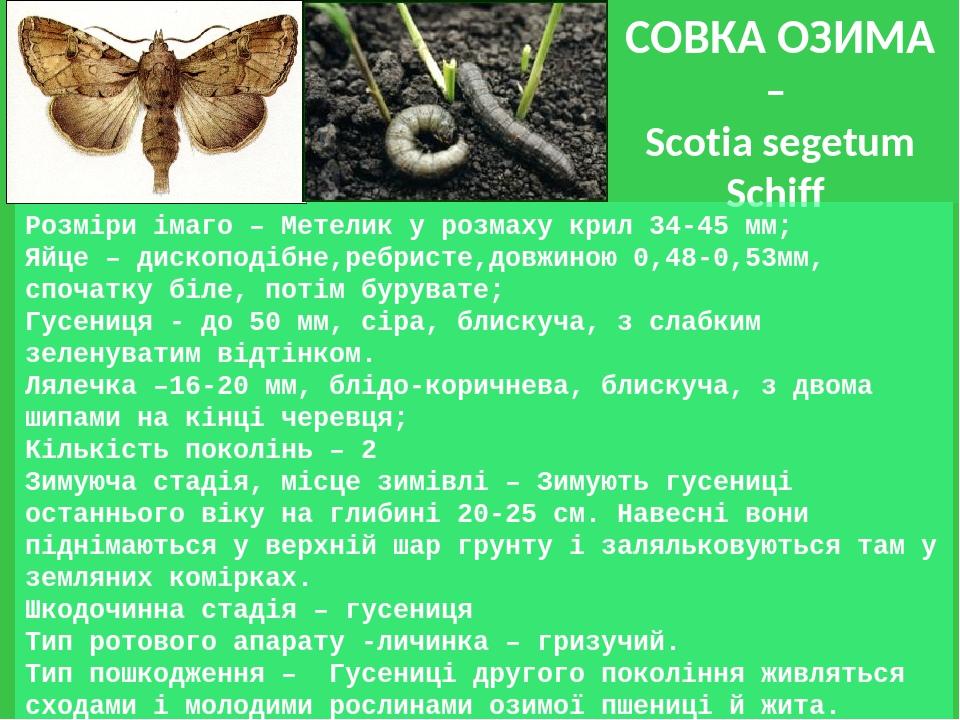 СОВКА ОЗИМА – Scotia segetum Schiff Розміри імаго – Метелик у розмаху крил 34-45 мм; Яйце – дископодібне,ребристе,довжиною 0,48-0,53мм, спочатку бі...
