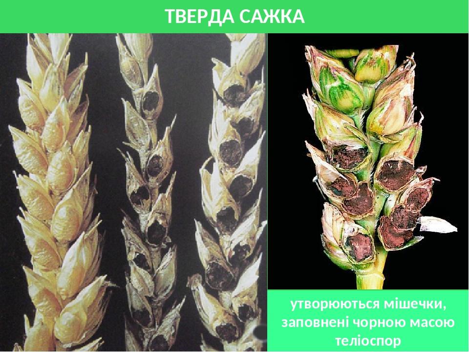 ТВЕРДА САЖКА утворюються мішечки, заповнені чорною масою теліоспор