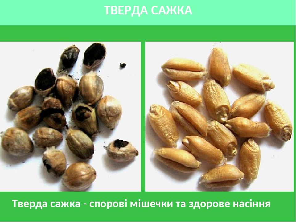 ТВЕРДА САЖКА Тверда сажка - спорові мішечки та здорове насіння