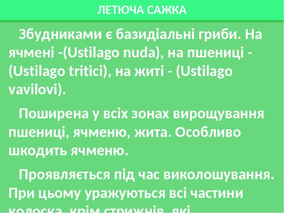 ЛЕТЮЧА САЖКА Збудниками є базидіальні гриби. На ячмені -(Ustilago nuda), на пшениці - (Ustilago tritici), на житі - (Ustilago vavilovi). Поширена у...