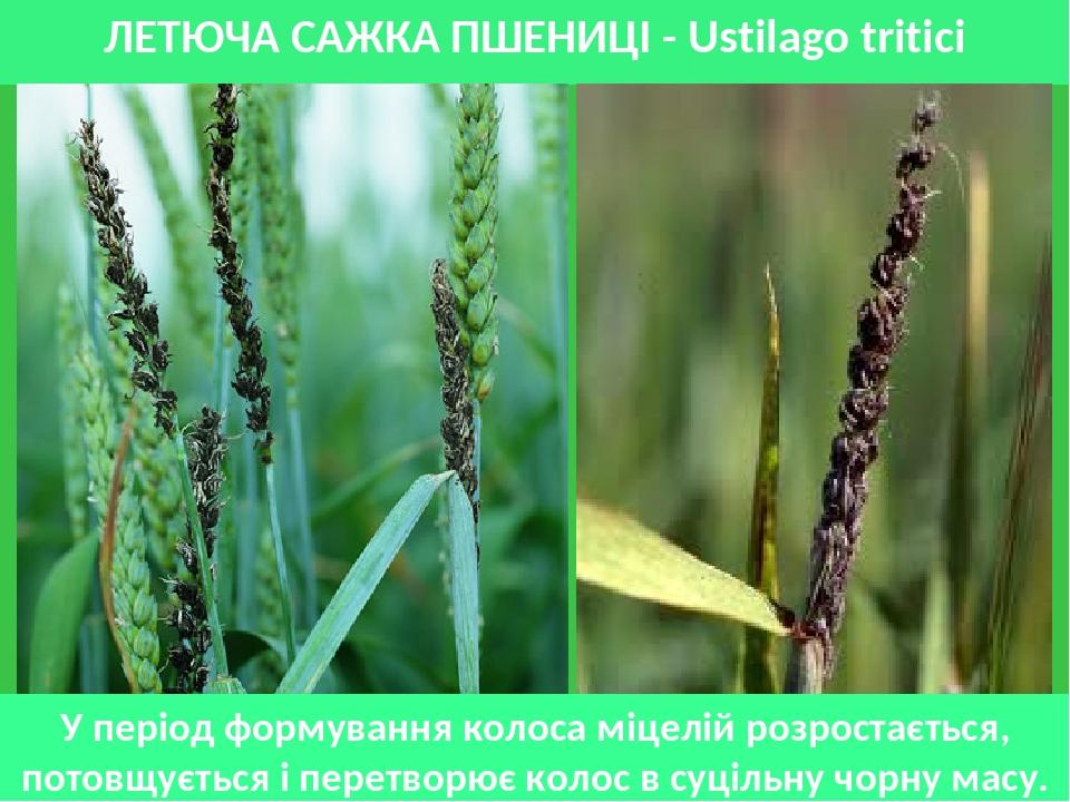 ЛЕТЮЧА САЖКА ПШЕНИЦІ - Ustilago tritici У період формування колоса міцелій розростається, потовщується і перетворює колос в суцільну чорну масу.