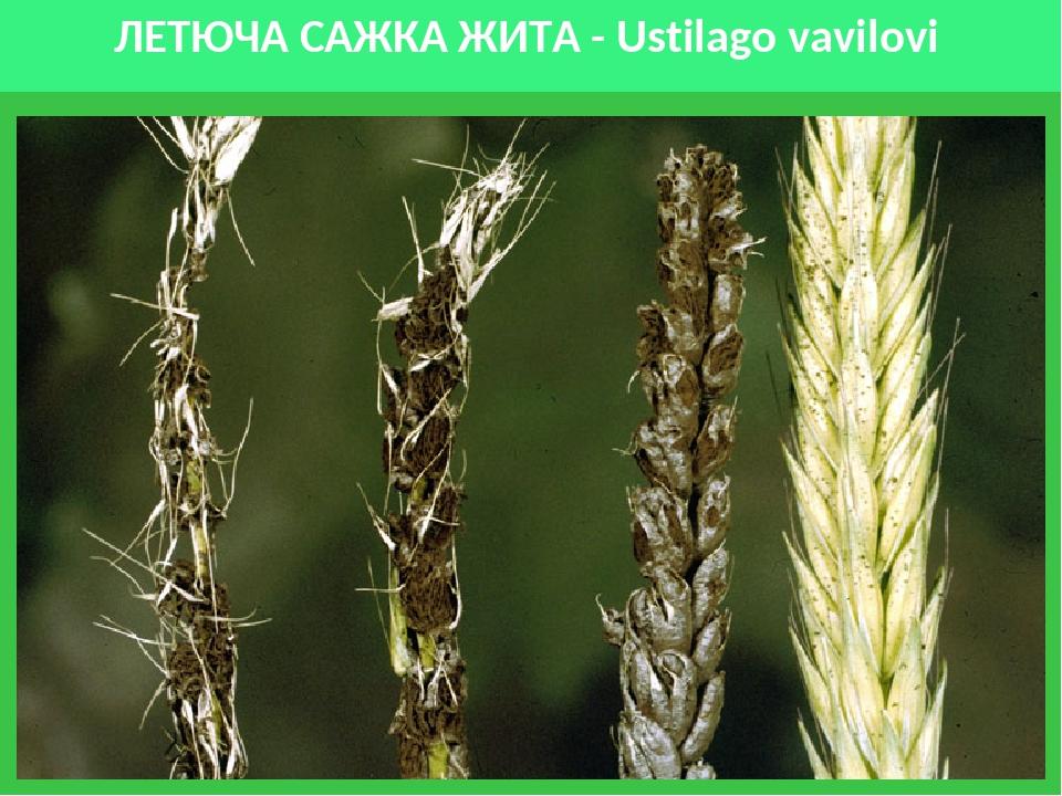 ЛЕТЮЧА САЖКА ЖИТА - Ustilago vavilovi