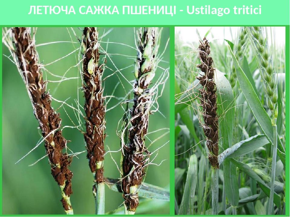 ЛЕТЮЧА САЖКА ПШЕНИЦІ - Ustilago tritici
