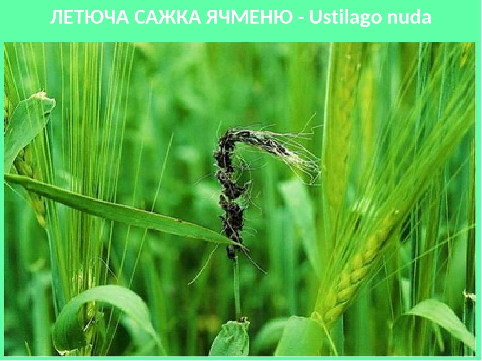 ЛЕТЮЧА САЖКА ЯЧМЕНЮ - Ustilago nuda