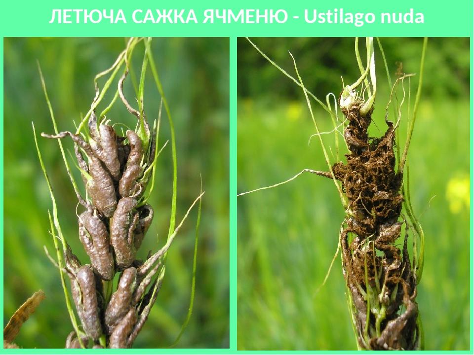 ЛЕТЮЧА САЖКА ЯЧМЕНЮ - Ustilago nuda