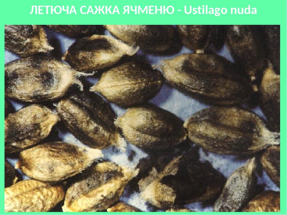 ЛЕТЮЧА САЖКА ЯЧМЕНЮ - Ustilago nuda