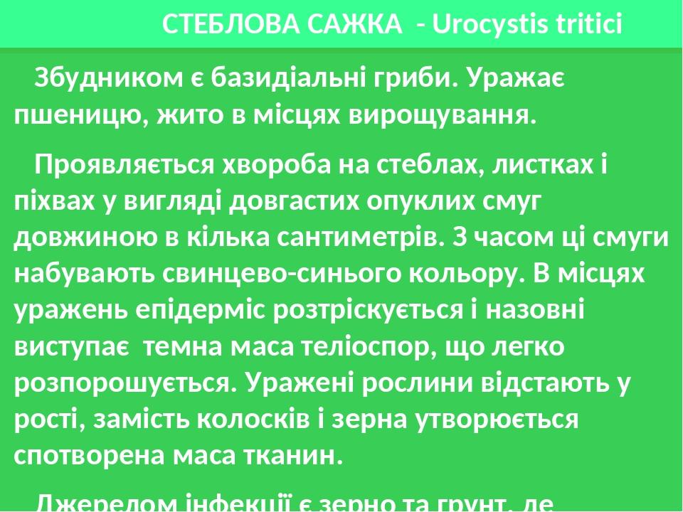 СТЕБЛОВА САЖКА - Urocystis tritici Збудником є базидіальні гриби. Уражає пшеницю, жито в місцях вирощування. Проявляється хвороба на стеблах, листк...