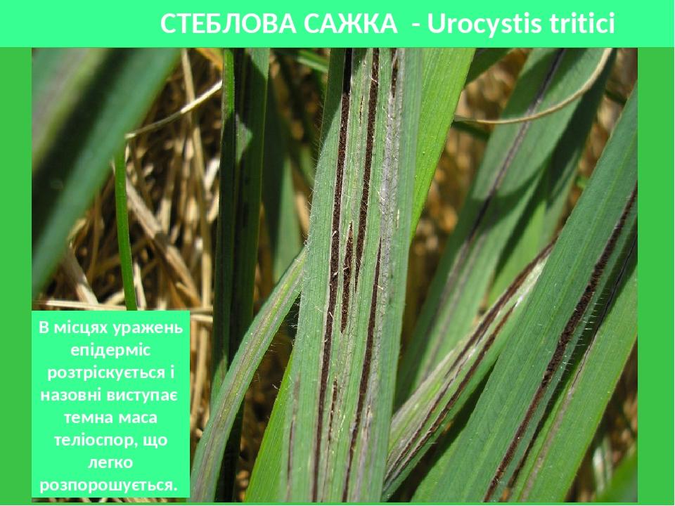 СТЕБЛОВА САЖКА - Urocystis tritici В місцях уражень епідерміс розтріскується і назовні виступає темна маса теліоспор, що легко розпорошується.