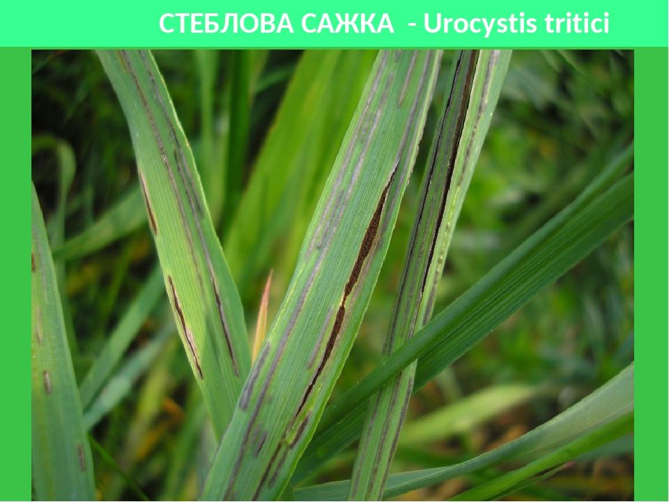 СТЕБЛОВА САЖКА - Urocystis tritici