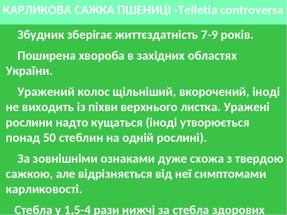 КАРЛИКОВА САЖКА ПШЕНИЦІ -Telletia controversa Збудник зберігає життєздатність 7-9 років. Поширена хвороба в західних областях України. Уражений кол...