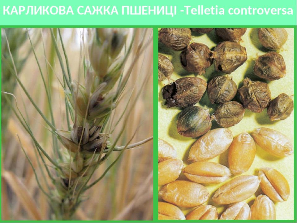 КАРЛИКОВА САЖКА ПШЕНИЦІ -Telletia controversa