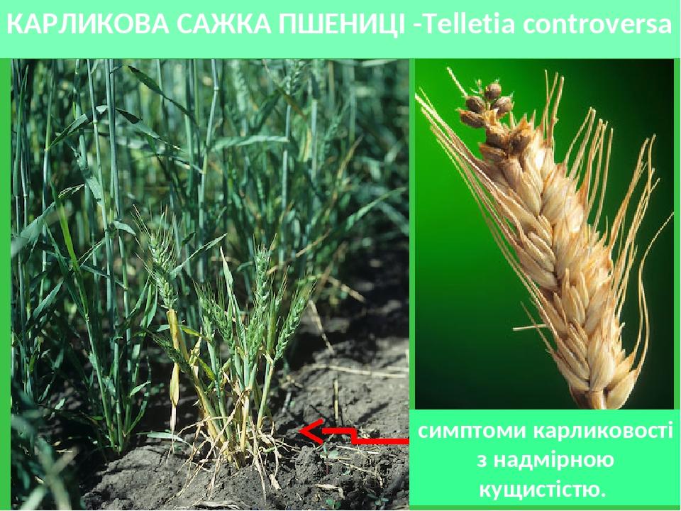 КАРЛИКОВА САЖКА ПШЕНИЦІ -Telletia controversa симптоми карликовості з надмірною кущистістю.