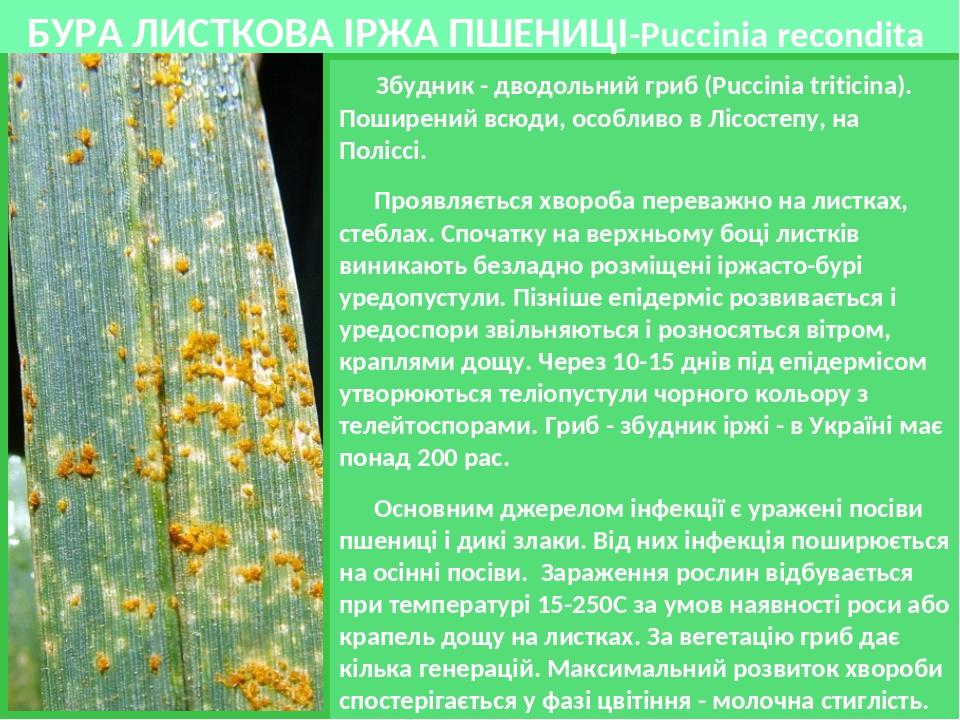 БУРА ЛИСТКОВА ІРЖА ПШЕНИЦІ-Puccinia recondita Збудник - дводольний гриб (Puccinia triticina). Поширений всюди, особливо в Лісостепу, на Поліссі. Пр...