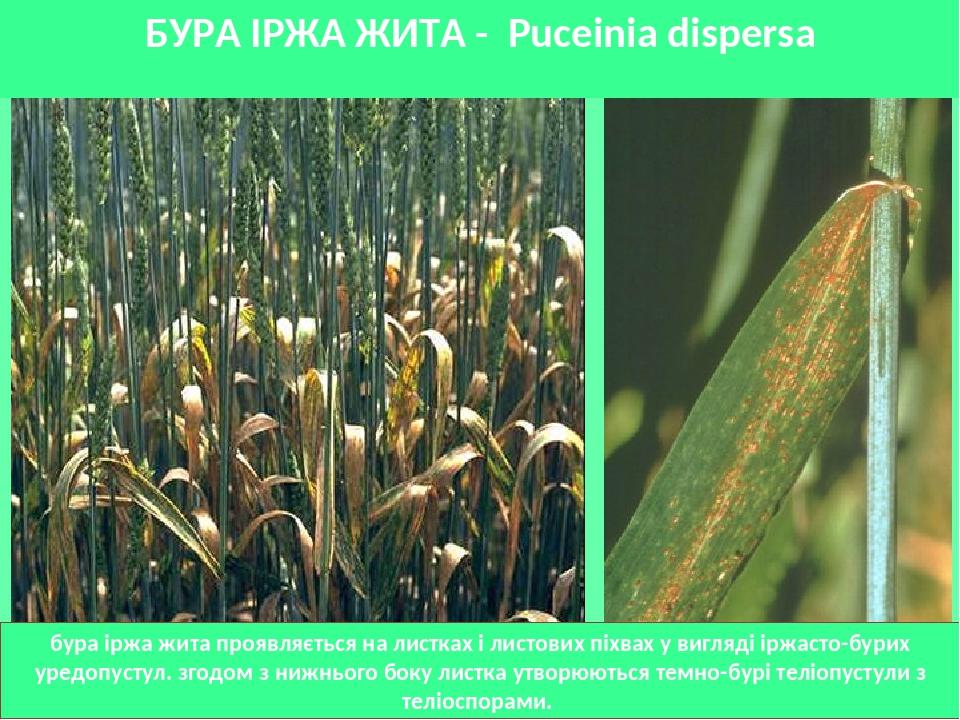 БУРА ІРЖА ЖИТА - Puceinia dispersa бура іржа жита проявляється на листках і листових піхвах у вигляді іржасто-бурих уредопустул. згодом з нижнього ...