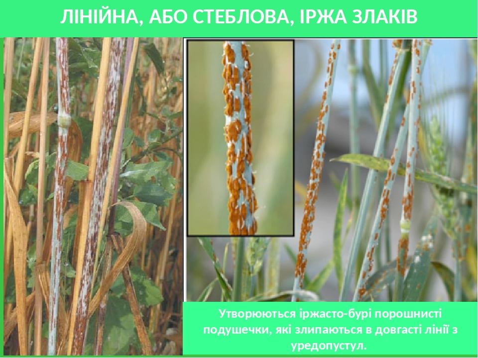 ЛІНІЙНА, АБО СТЕБЛОВА, ІРЖА ЗЛАКІВ Утворюються іржасто-бурі порошнисті подушечки, які злипаються в довгасті лінії з уредопустул.