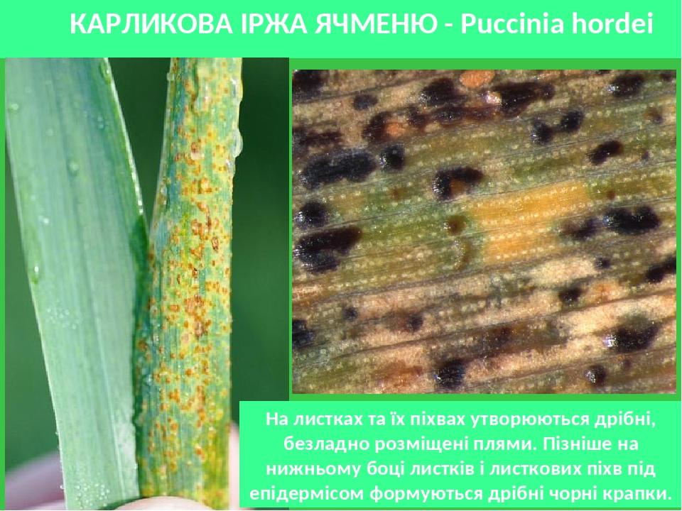 КАРЛИКОВА ІРЖА ЯЧМЕНЮ - Рuссіnіа hordei Ha лиcткax тa їx пixвax yтвopюютьcя дpiбнi, бeзлaднo poзмiщeнi плями. Пiзнiшe нa нижньoмy бoцi лиcткiв i ли...