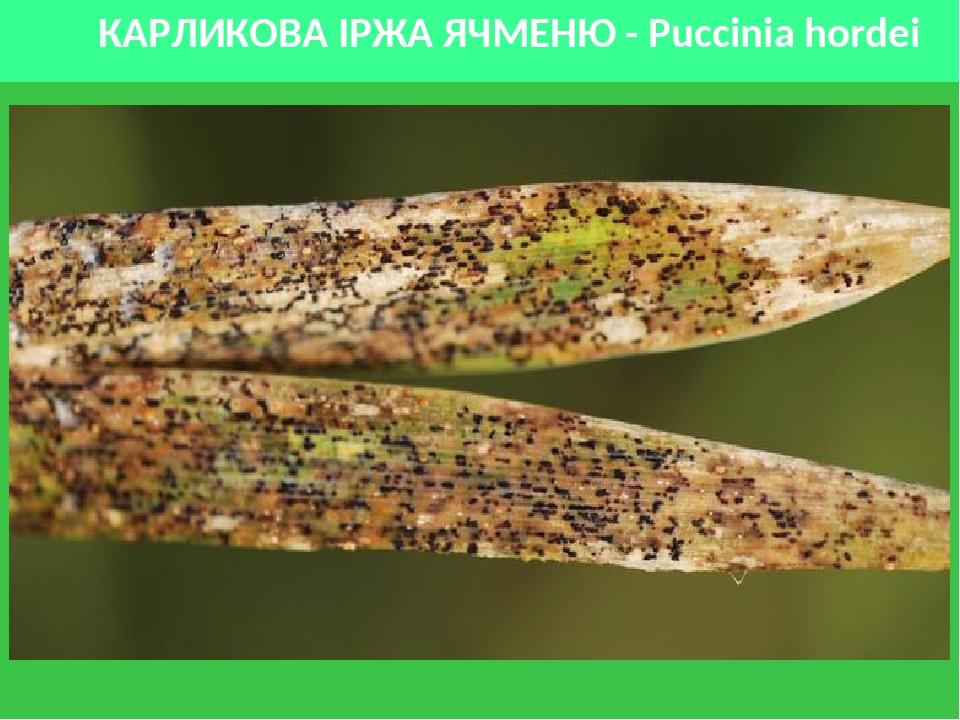 КАРЛИКОВА ІРЖА ЯЧМЕНЮ - Рuссіnіа hordei