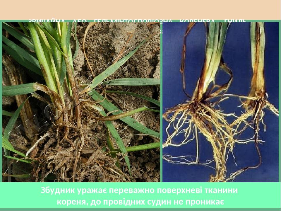 ЗВИЧАЙНА АБО ГЕЛЬМІНТОСПОРІОЗНА КОРЕНЕВА ГНИЛЬ - Helminthosporium sativum Збудник уражає переважно поверхневі тканини кореня, до провідних судин не...