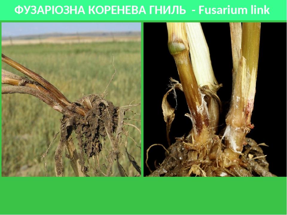 ФУЗАРІОЗНА КОРЕНЕВА ГНИЛЬ - Fusarium link