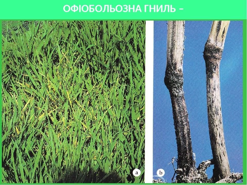 ОФІОБОЛЬОЗНА ГНИЛЬ –