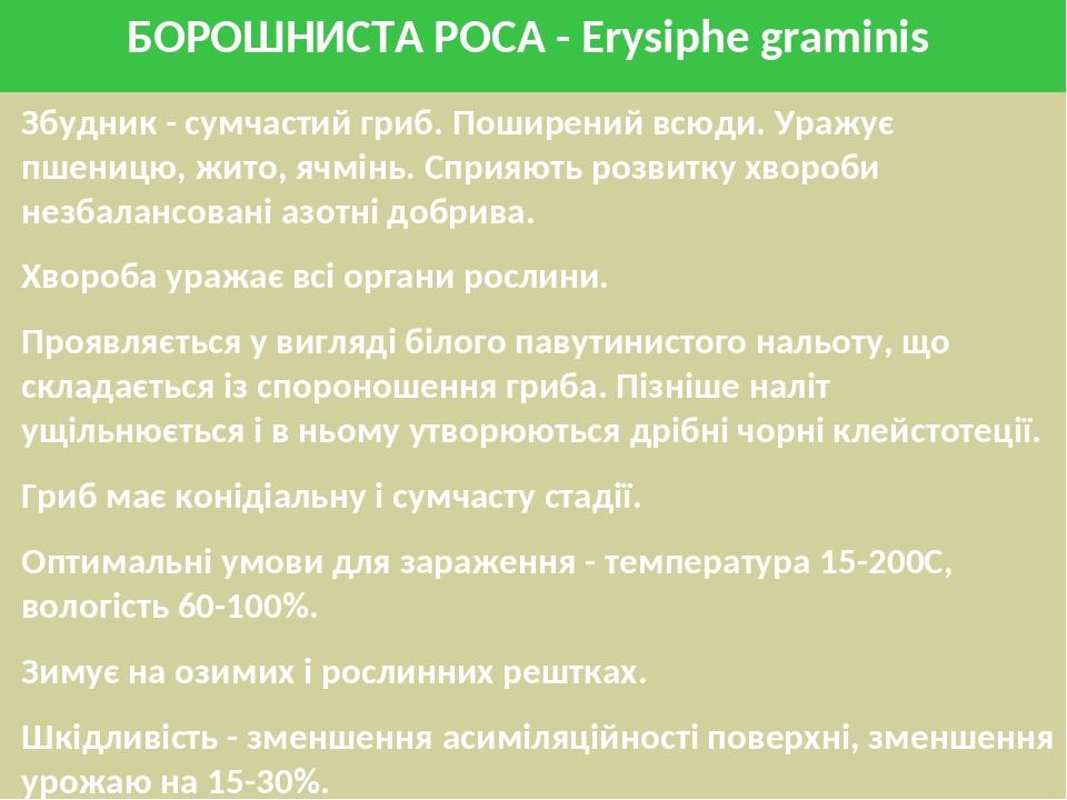 БОРОШНИСТА РОСА - Erysiphe graminis Збудник - сумчастий гриб. Поширений всюди. Уражує пшеницю, жито, ячмінь. Сприяють розвитку хвороби незбалансова...