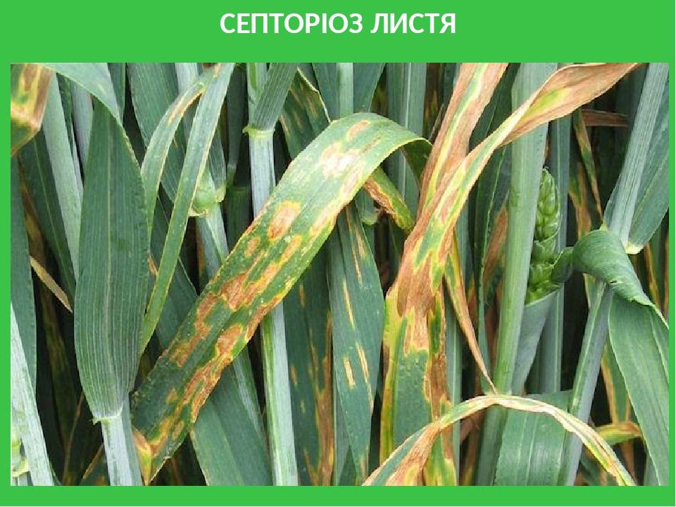 СЕПТОРІОЗ ЛИСТЯ