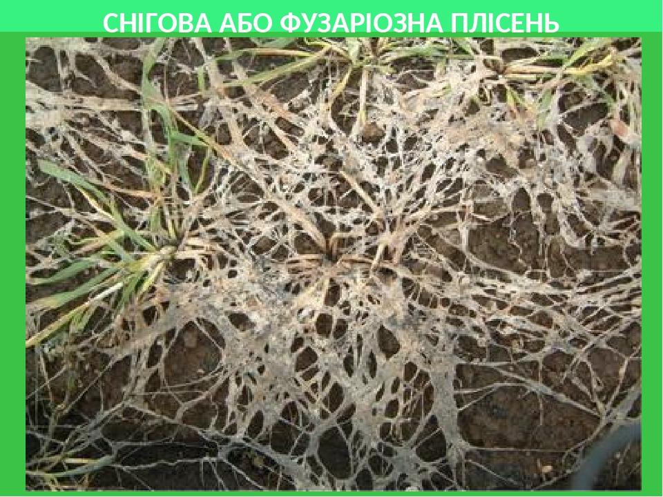 СНІГОВА АБО ФУЗАРІОЗНА ПЛІСЕНЬ