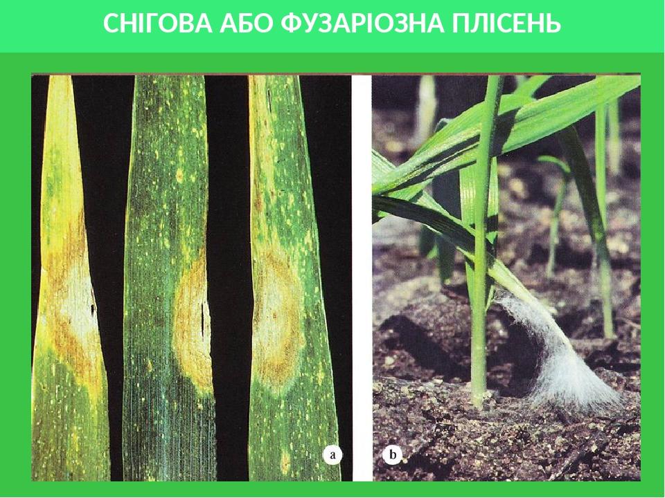 СНІГОВА АБО ФУЗАРІОЗНА ПЛІСЕНЬ