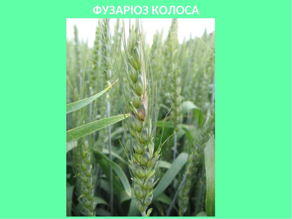 ФУЗАРІОЗ КОЛОСА