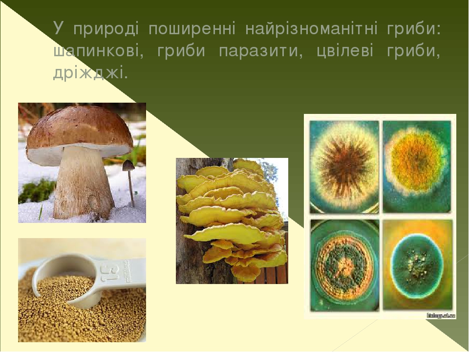 Грибы Растущие На Деревьях Съедобные Фото