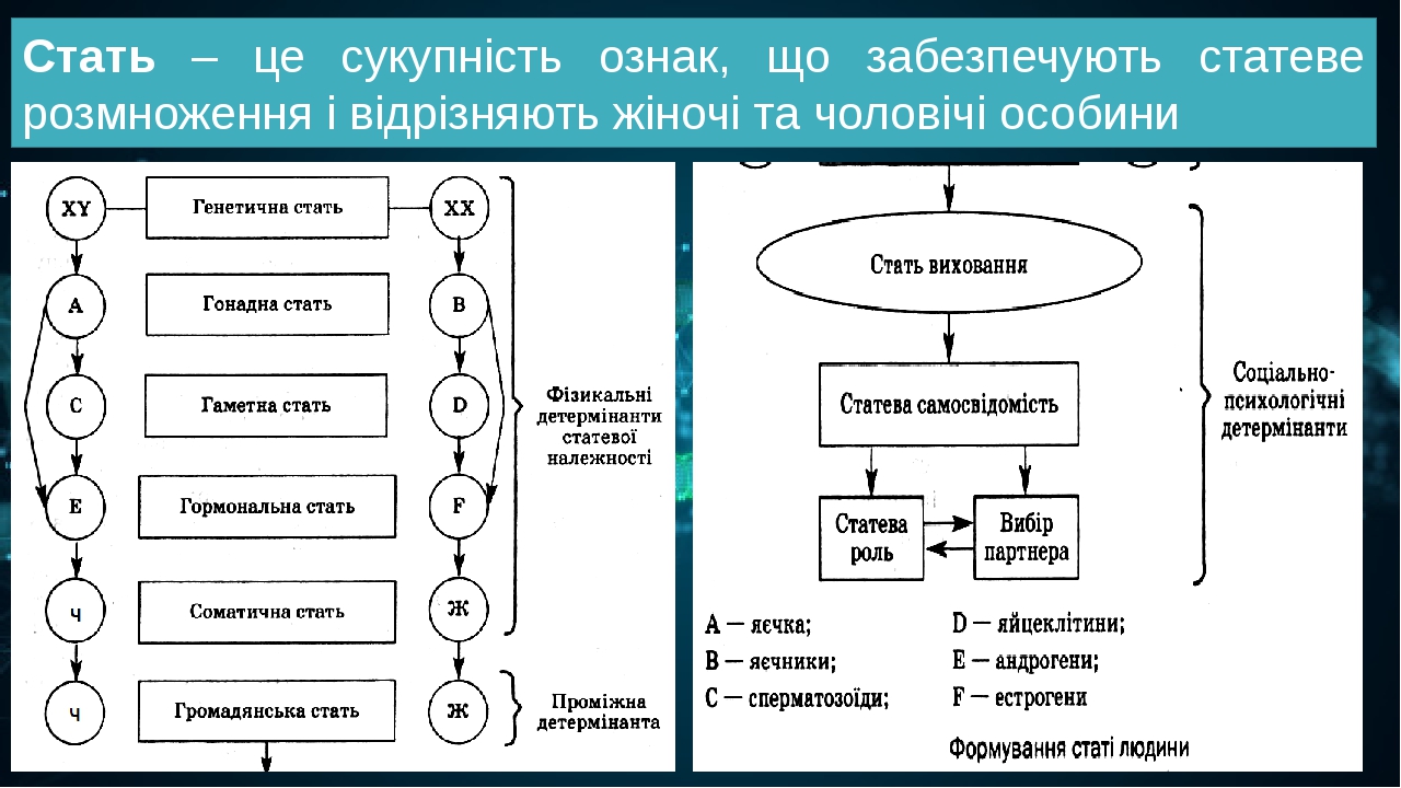 Стать – це сукупність ознак, що забезпечують статеве розмноження і відрізняють жіночі та чоловічі особини