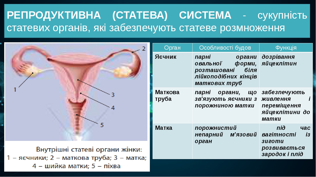 РЕПРОДУКТИВНА (СТАТЕВА) СИСТЕМА - сукупність статевих органів, які забезпечують статеве розмноження Орган Особливості будов Функція Яєчник парні ор...