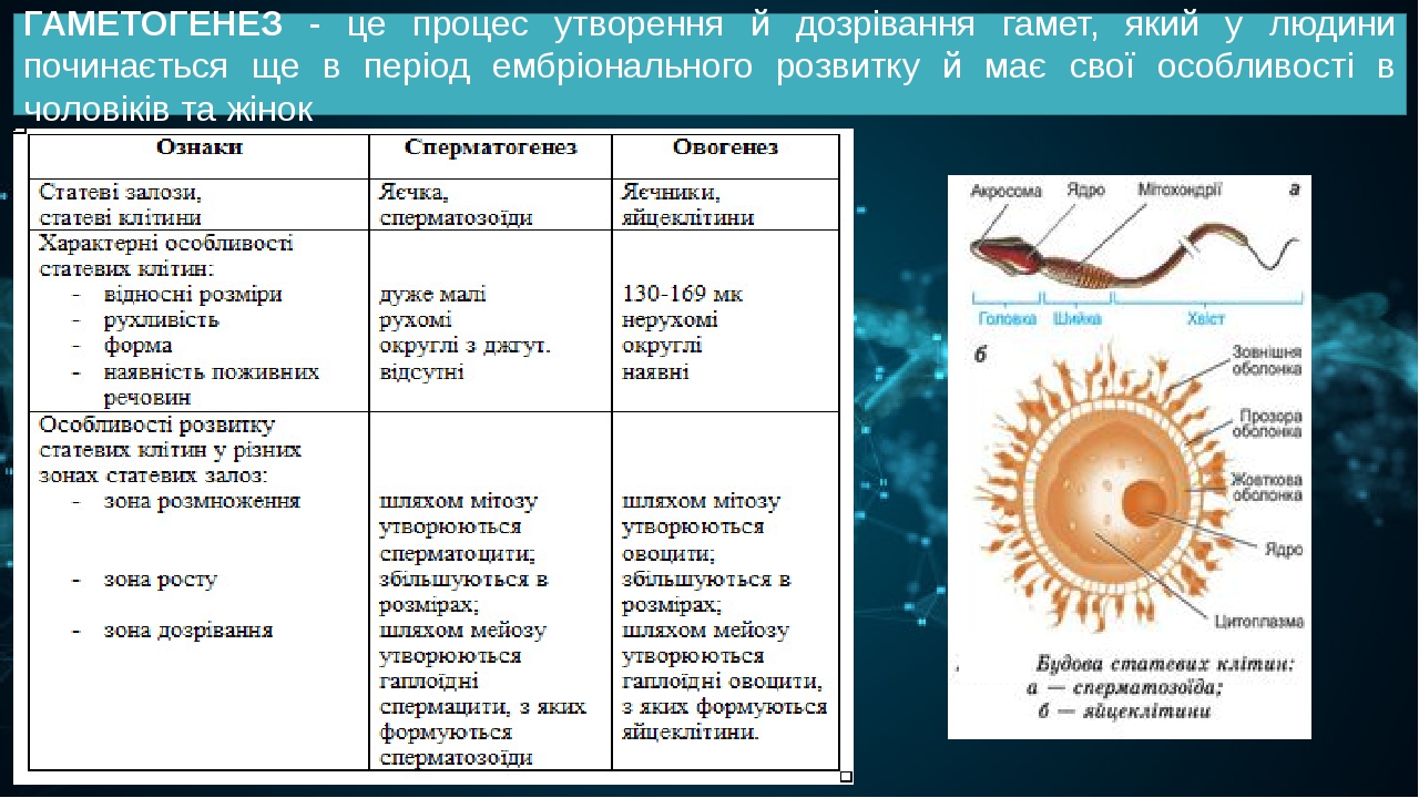 ГАМЕТОГЕНЕЗ - це процес утворення й дозрівання гамет, який у людини починається ще в період ембріонального розвитку й має свої особливості в чолові...