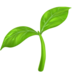 Seedling
