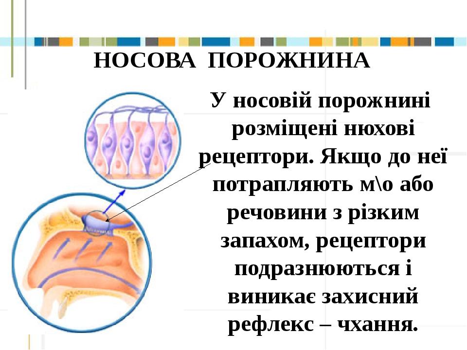 Презентация о н носове 3 класс