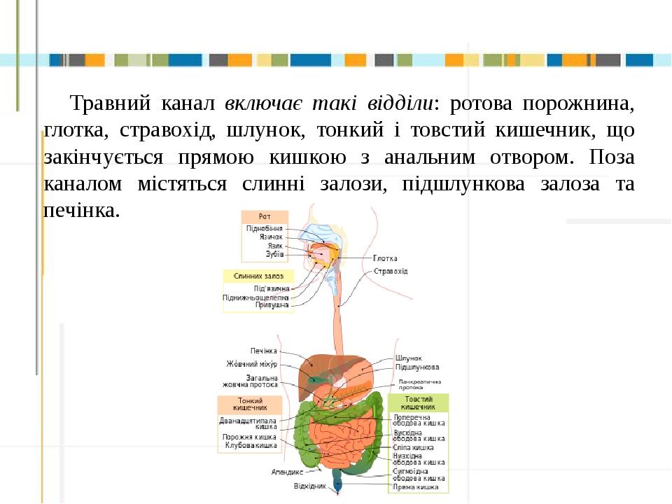 Презентація "Біологія людини, експрес підготовка, травна система ...