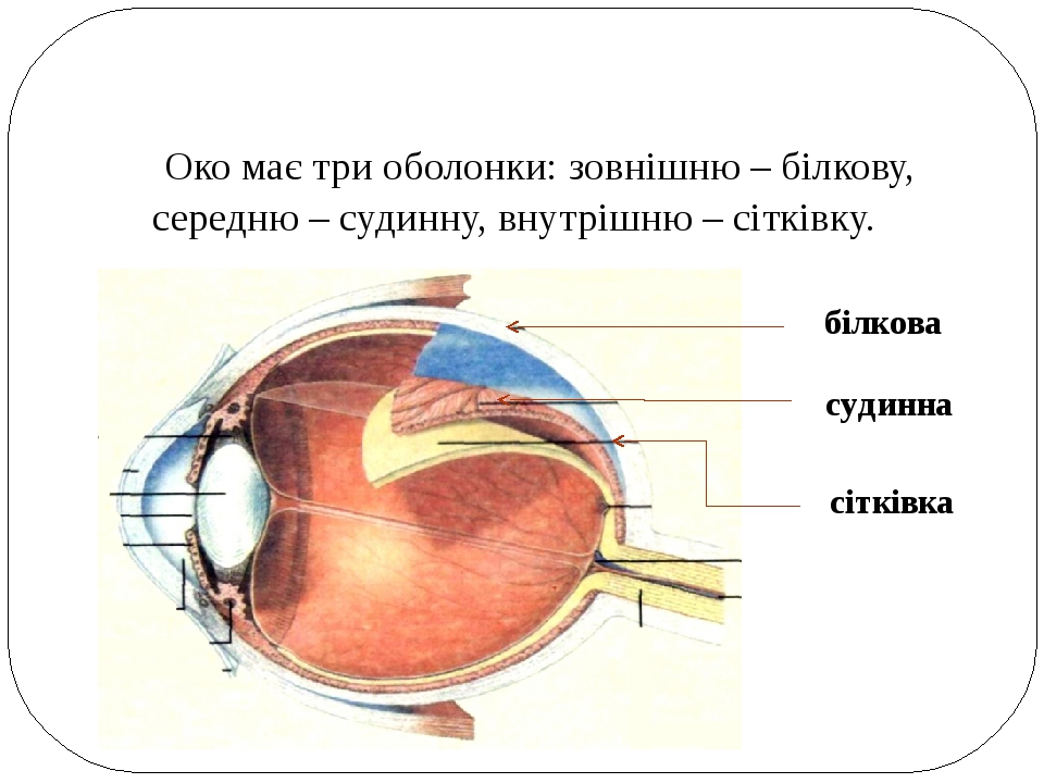 Презентація "Зорова сенсорна система
