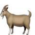 Goat