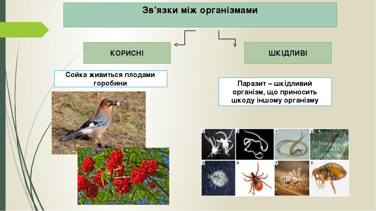 Зв'язки між організмами КОРИСНІ ШКІДЛИВІ Сойка живиться плодами горобини Паразит – шкідливий організм, що приносить шкоду іншому організму