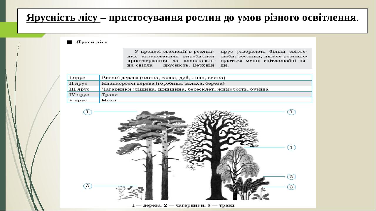 Ярусність лісу – пристосування рослин до умов різного освітлення.