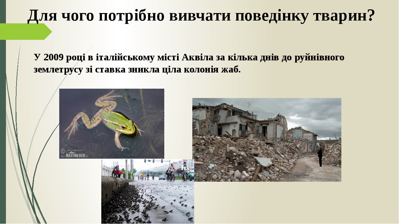 У 2009 році в італійському місті Аквіла за кілька днів до руйнівного землетрусу зі ставка зникла ціла колонія жаб. Для чого потрібно вивчати поведі...