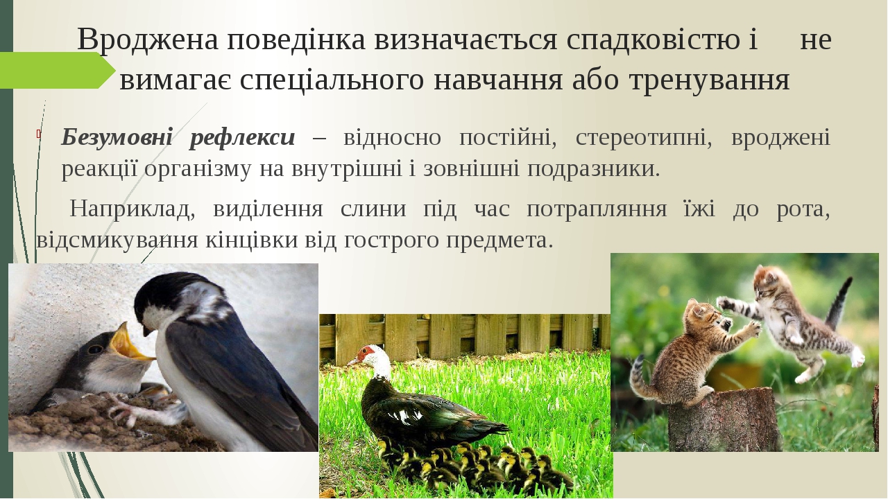 Вроджена поведінка визначається спадковістю і не вимагає спеціального навчання або тренування Безумовні рефлекси – відносно постійні, стереотипні, ...