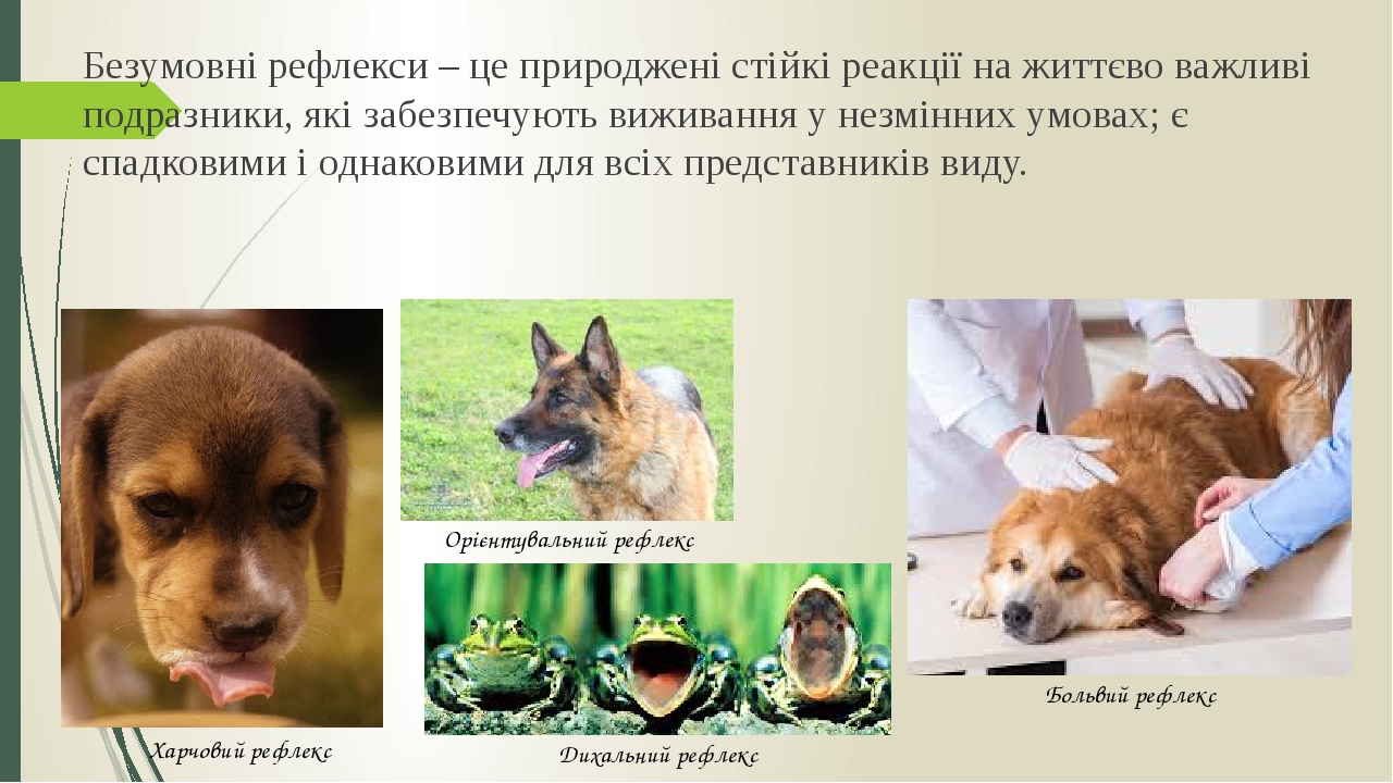 Безумовні рефлекси – це природжені стійкі реакції на життєво важливі подразники, які забезпечують виживання у незмінних умовах; є спадковими і одна...