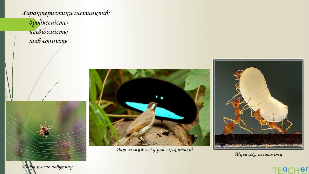 Характеристики інстинктів: вродженість; несвідомість; шаблонність Мурашки несуть їжу Павук плете павутину Акт залицяння у райських птахів