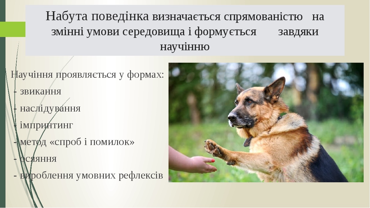 Набута поведінка визначається спрямованістю на змінні умови середовища і формується завдяки научінню Научіння проявляється у формах: - звикання - н...