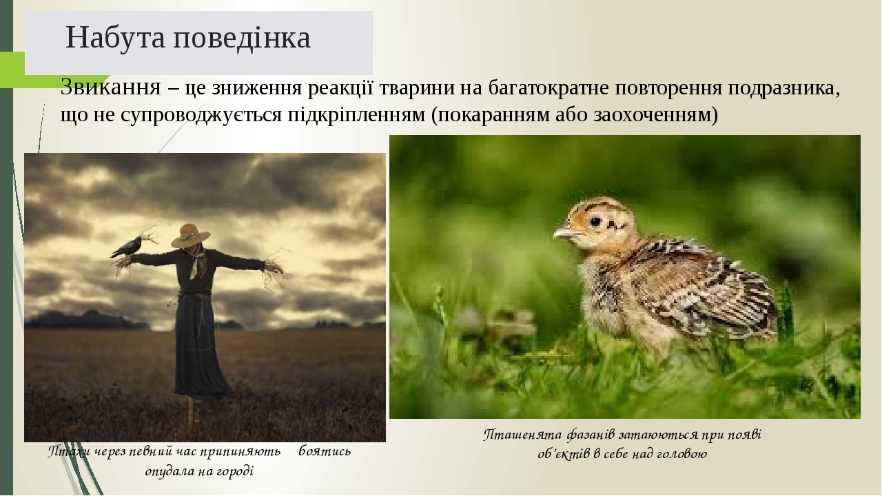 Набута поведінка Звикання – це зниження реакції тварини на багатократне повторення подразника, що не супроводжується підкріпленням (покаранням або ...