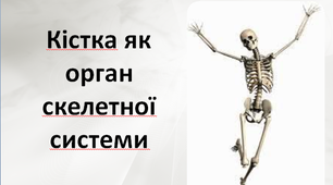 Кістка як орган скелетної системи