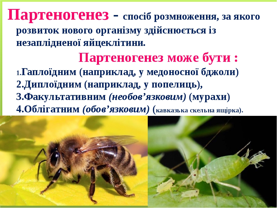 Партеногенез и почкование. Презентация на тему партеногенез. Партеногенез размножение. Партеногенез примеры. Партеногенез у пчел схема.