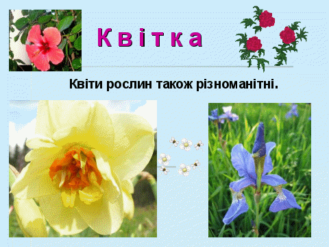 Саженцы клюквы